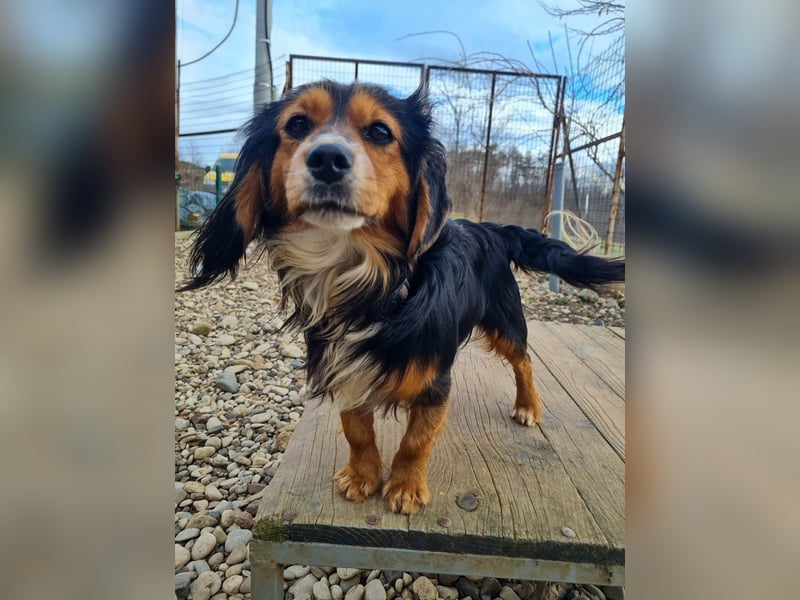 Bezaubernder zuckersüßer BOBISHA sucht sein Für-Immer-Zuhause