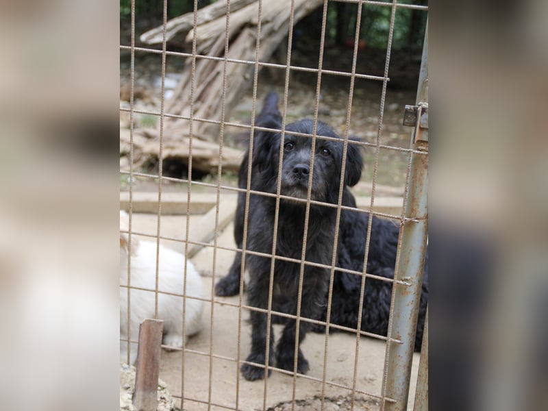 RAMONA freundlich, aufgeweckt sucht Ihre Abenteuer-Menschen !