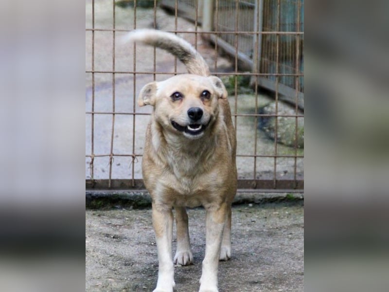 Kleine INESSA sucht das große Abenteuer außerhalb des Tierheims