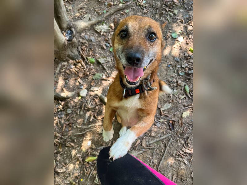 Kuckuck, zauberhafter AMON sucht liebevolle Familie Kuckuck, zauberhafter AMON sucht liebevolle Familie