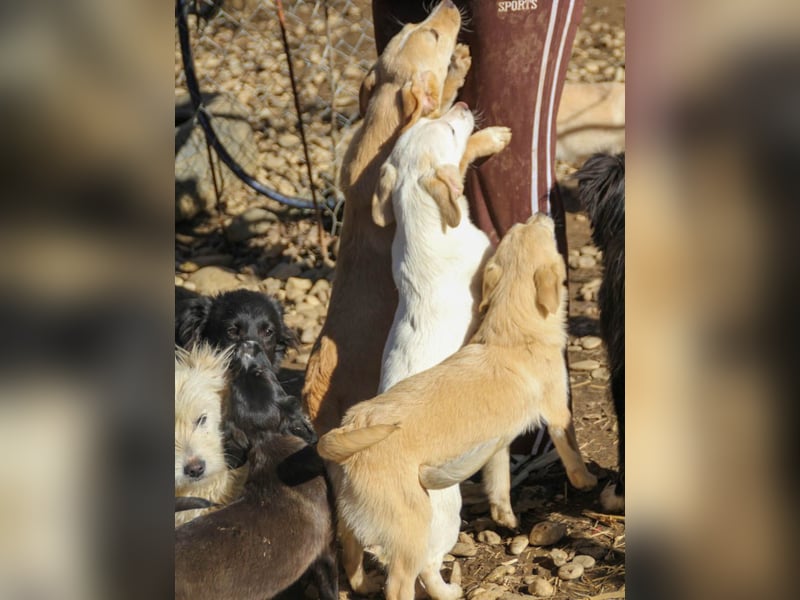 SKIPPER klein, frech, WUNDERBAR !