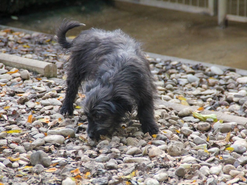 Freundlicher KAIRO möchte die Welt entdecken