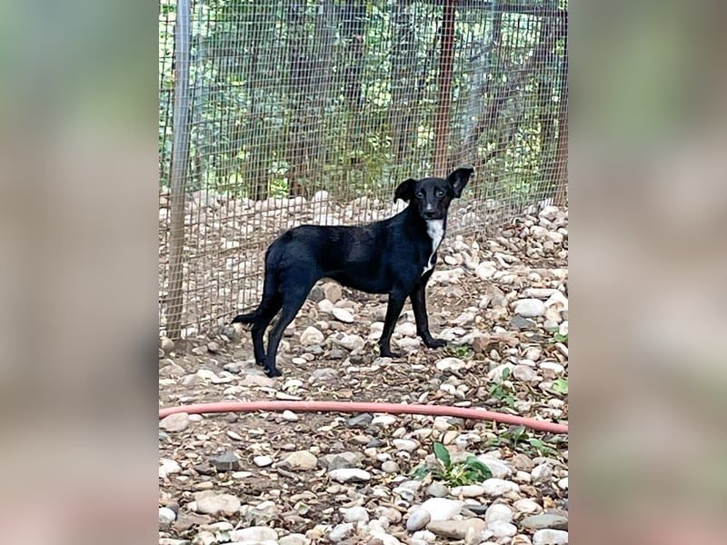 Kuckuck - lebensfrohe FIONA sucht ihr Zuhause