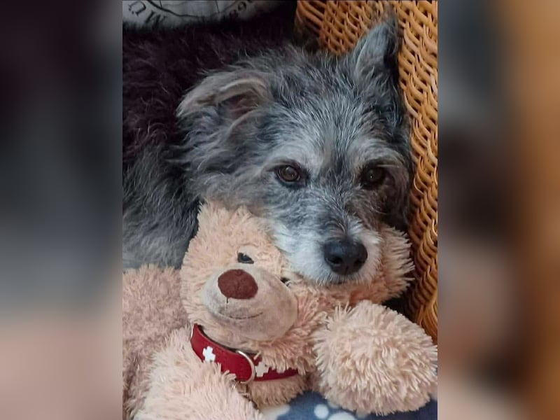 Verspielter Hunde-Opi BUDDY kann in 29413 Dähre kennengelernt werden