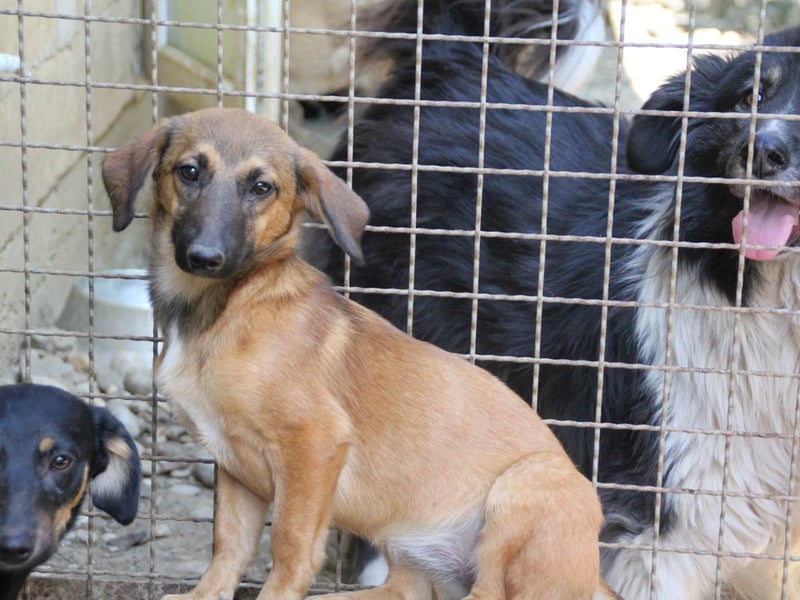 Schlaue ALMA sucht ein für immer Zuhause