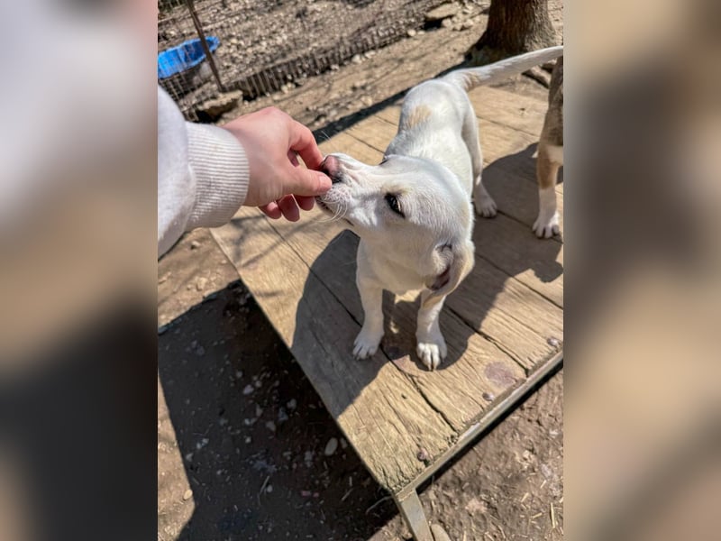 Aufgeweckter SKIPPER sucht aktive Menschen zum Spielen und Toben
