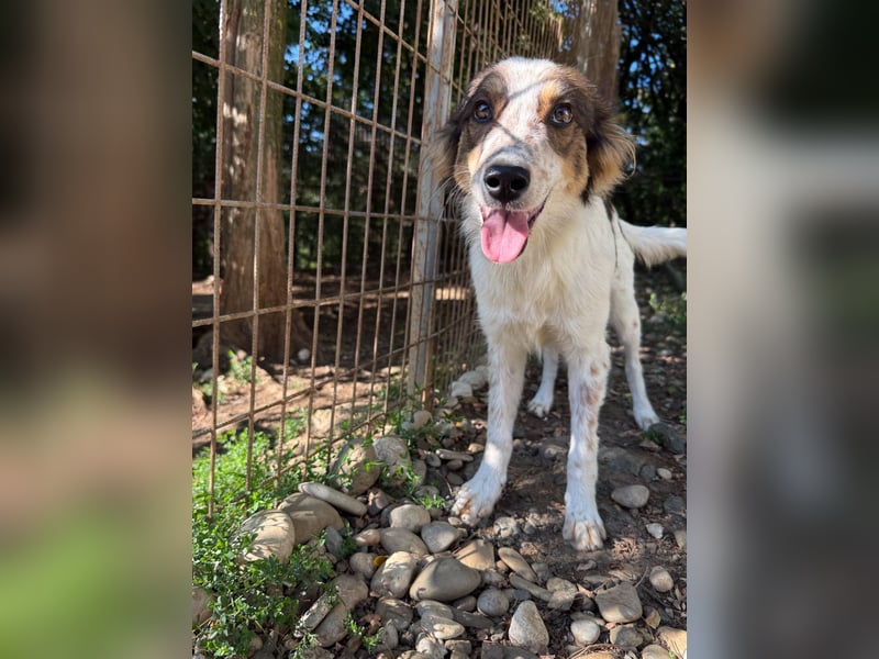 Zuckerschnute EMIL ist ein neugieriger und verspielter Hundebub