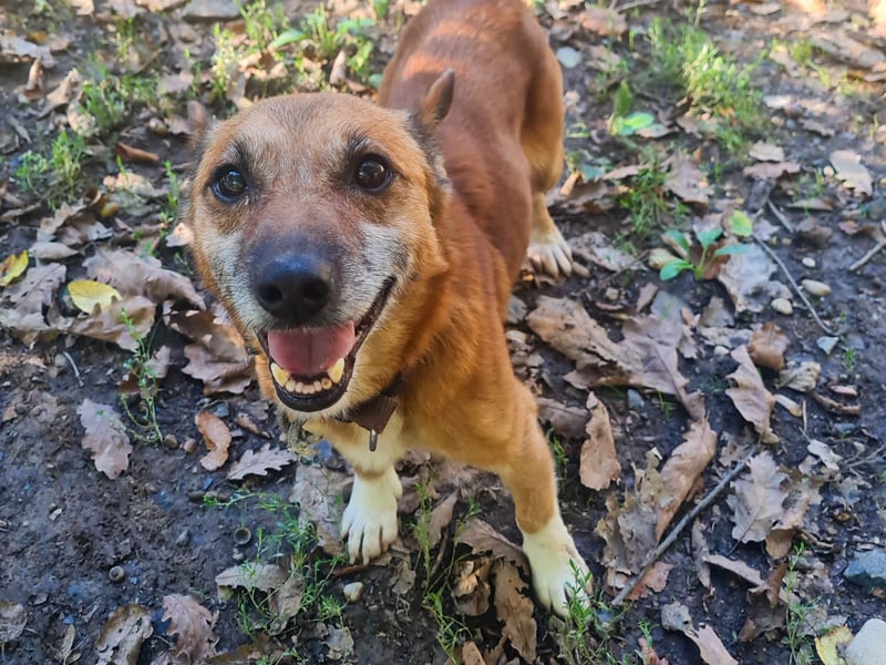 Kuckuck, zauberhafter AMON sucht liebevolle Familie Kuckuck, zauberhafter AMON sucht liebevolle Familie