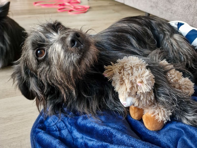 RAMONA, schon MAMA aber selbst noch auf der Suche nach Ihrem großen Glück - EIGENE HUNDEELTERN !
