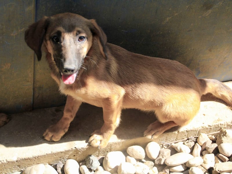 Schlaue ALMA sucht ein für immer Zuhause