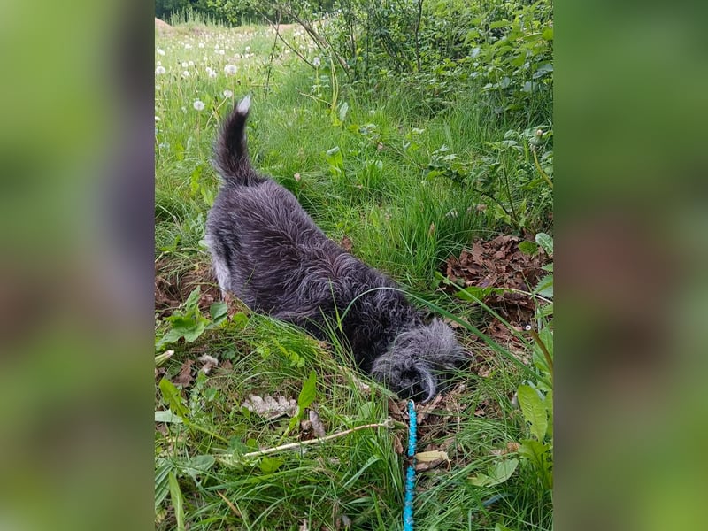 Verspielter Hunde-Opi BUDDY kann in 29413 Dähre kennengelernt werden