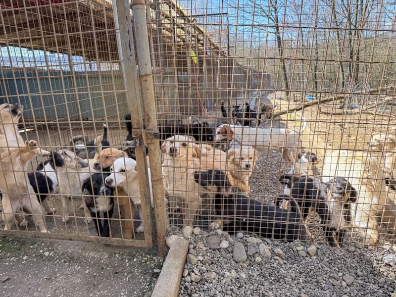 SUZUKI einzigartige Fellnase ;-)