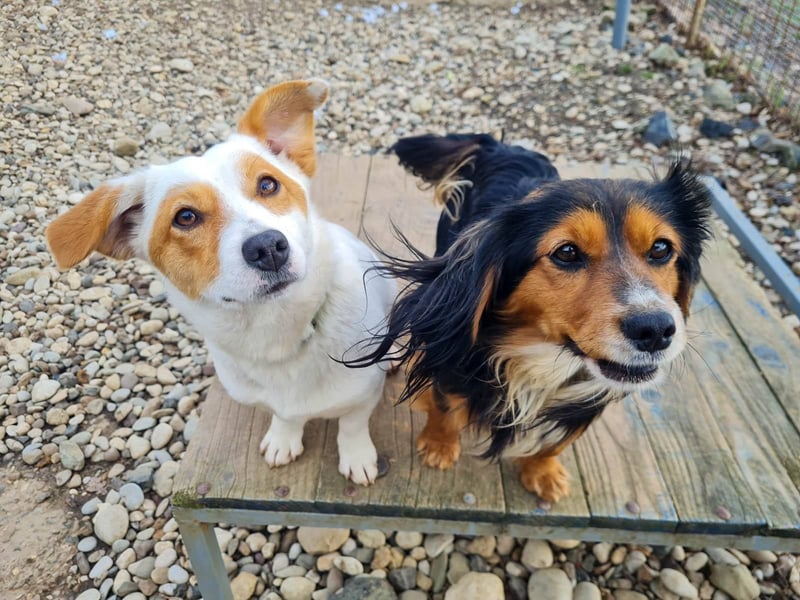 Bezaubernder zuckersüßer BOBISHA sucht sein Für-Immer-Zuhause