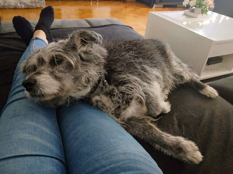 Verspielter Hunde-Opi BUDDY kann in 29413 Dähre kennengelernt werden