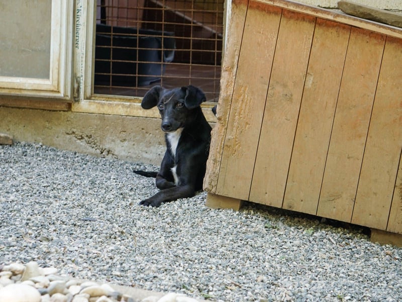 Kuckuck, wer schenkt Traumhündin FIONA ein liebevolles Zuhause?