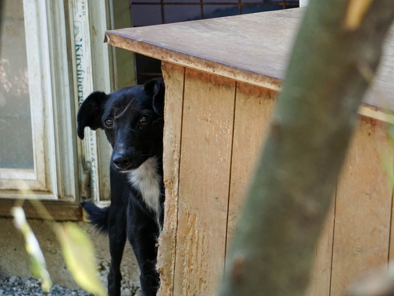 Kuckuck - lebensfrohe FIONA sucht ihr Zuhause