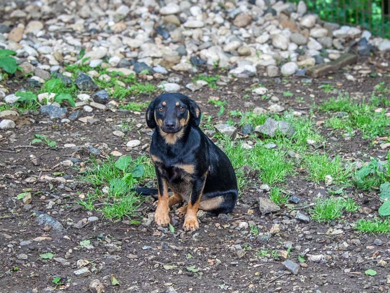 supersüße SMILLA möchte so gerne ihr eigenes zu Hause erschnüffeln