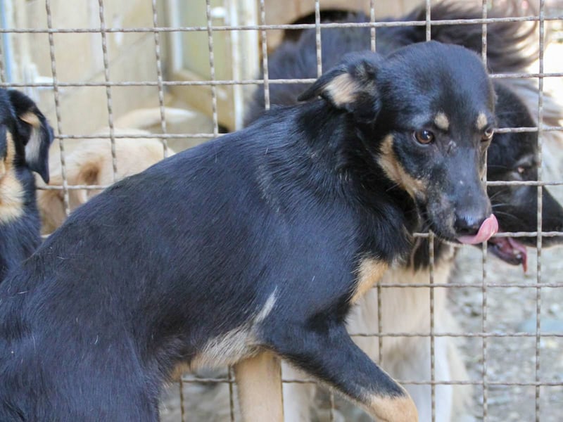 Neugierige ANIKA– ein Traum auf vier Pfoten