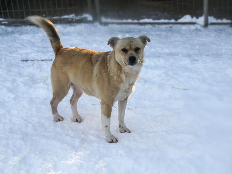 Verspielte und verschmuste INESSA - Traumhündin mit dem Potential zum Herzenshund