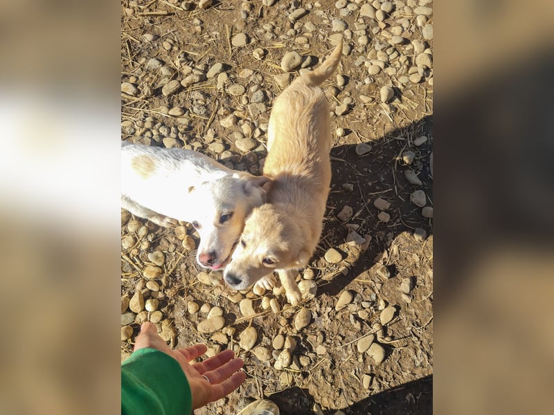 SUZUKI einzigartige Fellnase ;-)