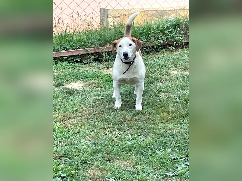 BEPI - Wer löst sein Ticket ins Glück und schenkt ihm ein liebevolles, ruhiges Zuhause BEPI - Wer löst sein Ticket ins Glück und schenkt ihm ein liebevolles, ruhiges Zuhause