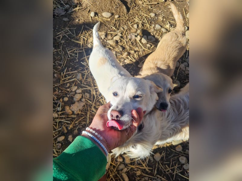 SKIPPER klein, frech, WUNDERBAR !