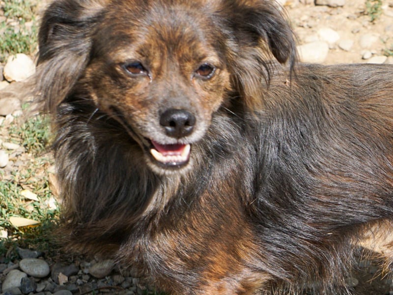 Kuckuck, wer schenkt Traumhündin EMILIJA ein liebevolles Zuhause? Kuckuck, wer schenkt Traumhündin EMILIJA ein liebevolles Zuhause?