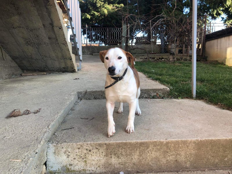 BEPI - Wer löst sein Ticket ins Glück und schenkt ihm ein liebevolles, ruhiges Zuhause BEPI - Wer löst sein Ticket ins Glück und schenkt ihm ein liebevolles, ruhiges Zuhause