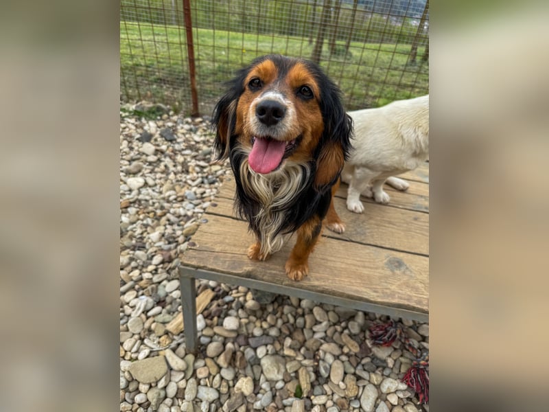 Bezaubernder zuckersüßer BOBISHA sucht sein Für-Immer-Zuhause