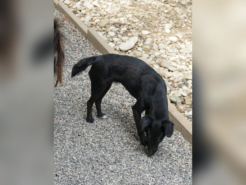 Kuckuck, wer schenkt Traumhündin FIONA ein liebevolles Zuhause?