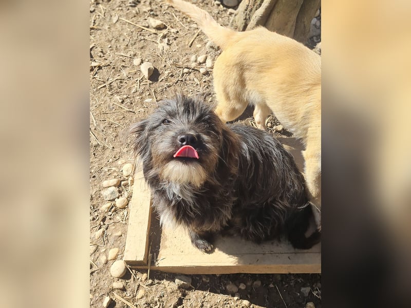 Freundlicher KAIRO möchte die Welt entdecken