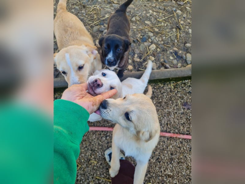 SKIPPER möchte bei seiner eigenen Familie erwachsen werden !