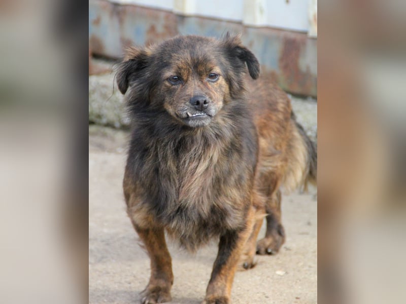 Kuckuck, wer schenkt Traumhündin EMILIJA ein liebevolles Zuhause? Kuckuck, wer schenkt Traumhündin EMILIJA ein liebevolles Zuhause?