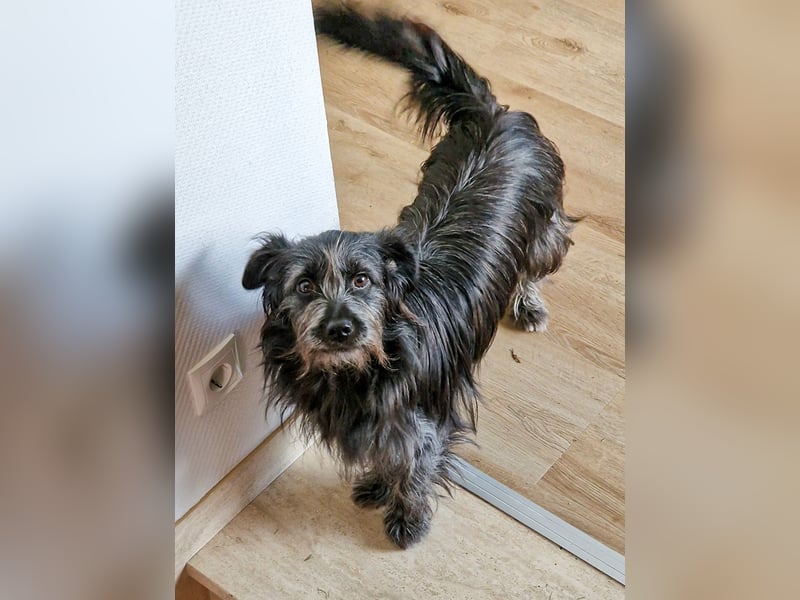 RAMONA, schon MAMA aber selbst noch auf der Suche nach Ihrem großen Glück - EIGENE HUNDEELTERN !