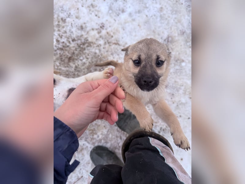 SMOKY kleine Schnauze - großes Herz zum Verlieben !