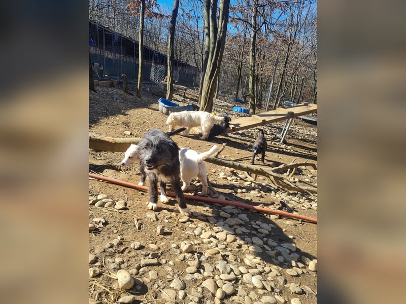 Traumhündin KALINA mit dem Potential zum Herzenshund