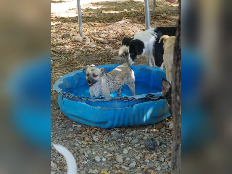 SMOKY sucht seine eigene Familie zum Spielen, Toben und Kuscheln ...