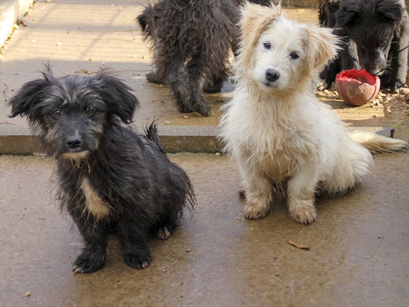 Freundlicher KAIRO möchte die Welt entdecken