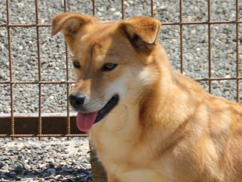 Kuschelfee SENA sucht Kuschelmenschen zum lieb haben