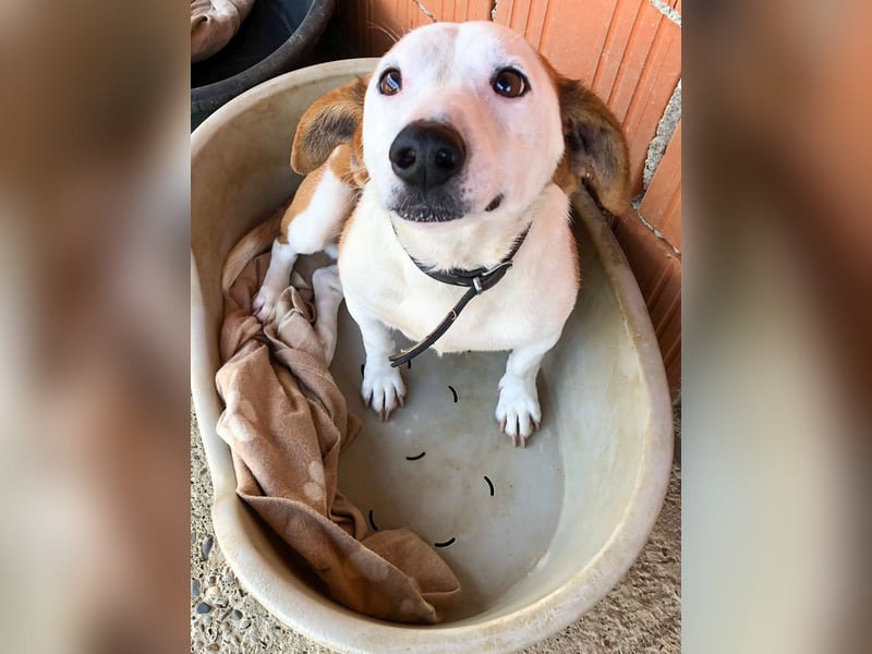 BEPI - Wer löst sein Ticket ins Glück und schenkt ihm ein liebevolles, ruhiges Zuhause BEPI - Wer löst sein Ticket ins Glück und schenkt ihm ein liebevolles, ruhiges Zuhause