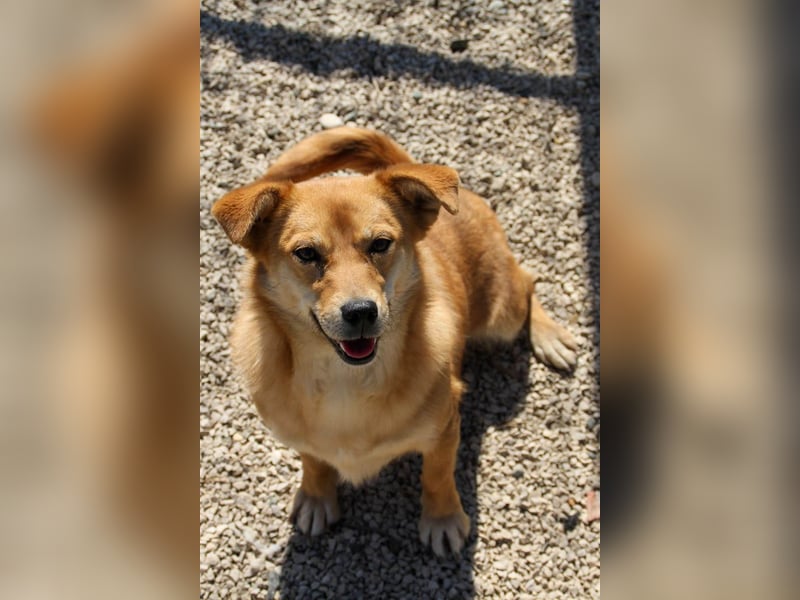 Kuschelfee SENA sucht Kuschelmenschen zum lieb haben