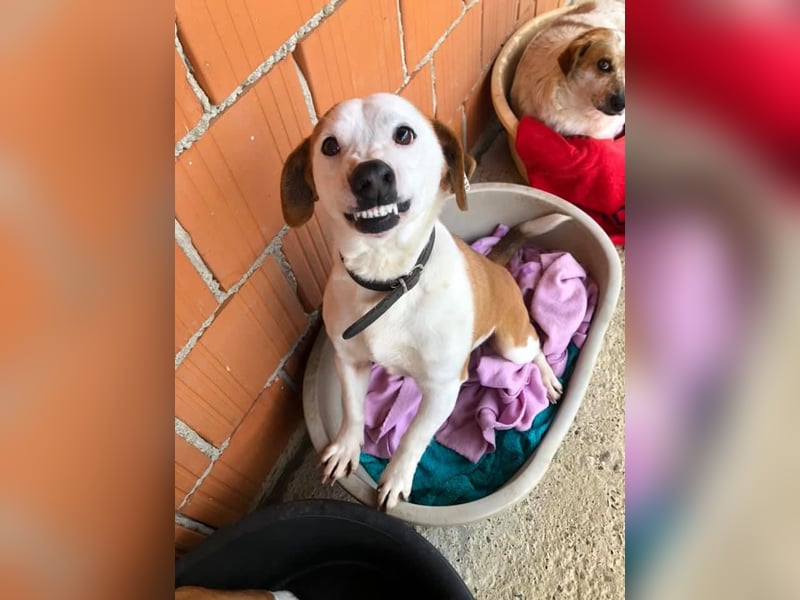 BEPI - Wer löst sein Ticket ins Glück und schenkt ihm ein liebevolles, ruhiges Zuhause