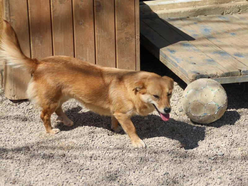 Kuschelfee SENA sucht Kuschelmenschen zum lieb haben