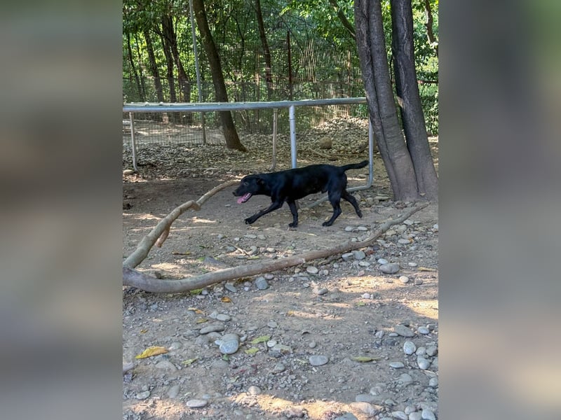Wuseliger GRADY sucht ein Zuhause zum Großwerden! Vielleicht bei dir?
