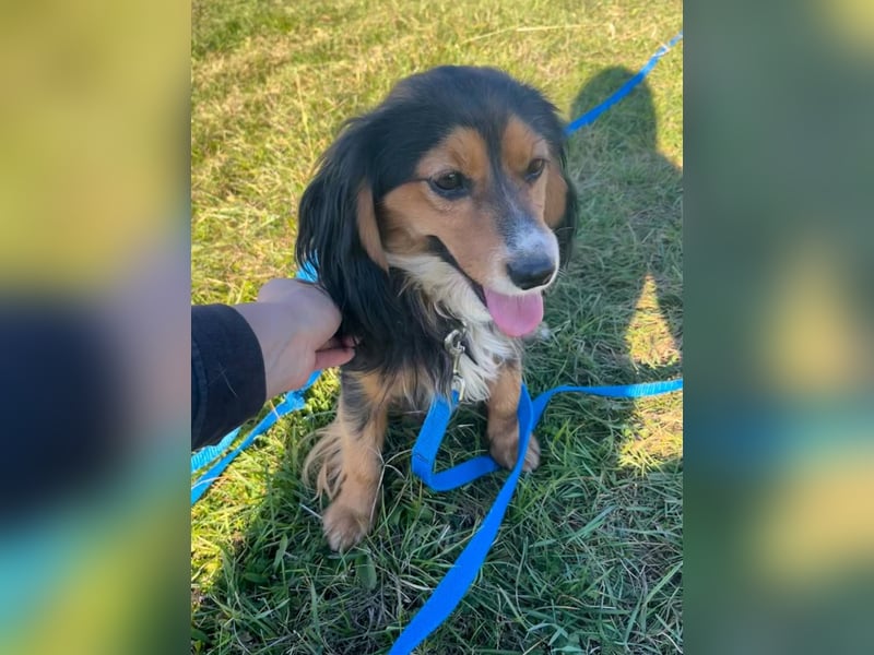 Bezaubernder zuckersüßer BOBISHA sucht sein Für-Immer-Zuhause