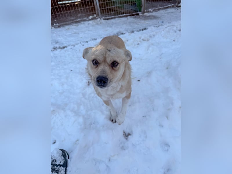 Verspielte und verschmuste INESSA - Traumhündin mit dem Potential zum Herzenshund