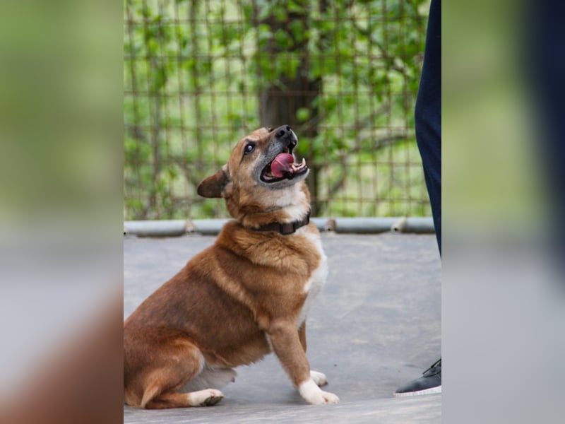 Kuckuck, zauberhafter AMON sucht liebevolle Familie Kuckuck, zauberhafter AMON sucht liebevolle Familie