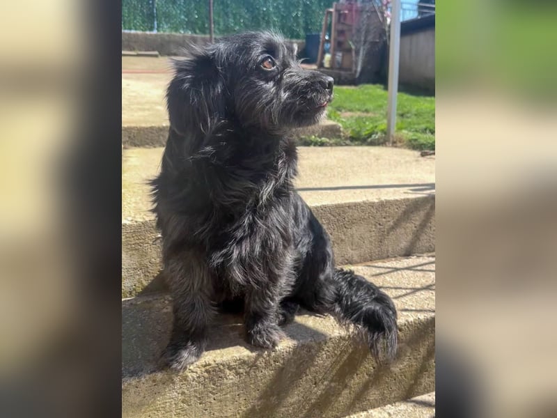 Zuckerschnauze RAMONA - bist du ihr Ticket ins Glück