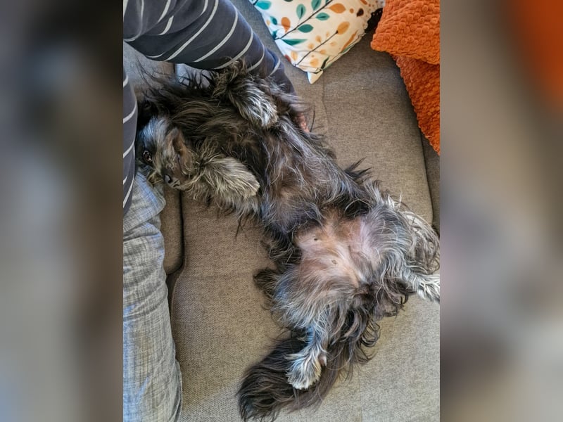 RAMONA, schon MAMA aber selbst noch auf der Suche nach Ihrem großen Glück - EIGENE HUNDEELTERN !