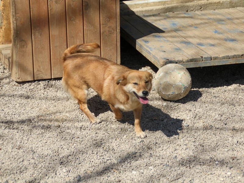 Kuschelfee SENA sucht Kuschelmenschen zum lieb haben